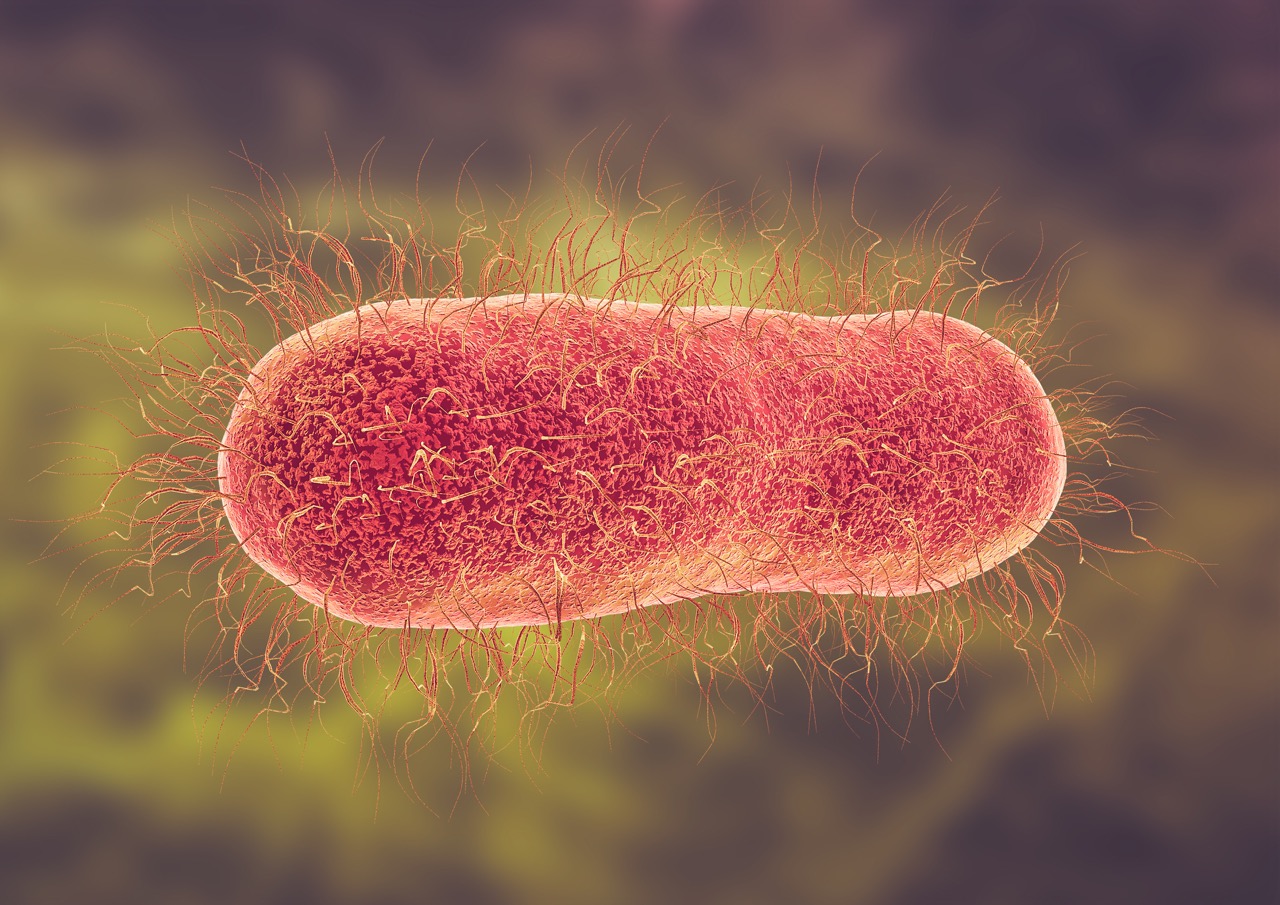 Buiktyfus is een ernstige infectieziekte die wordt veroorzaakt door de bacterie Salmonella Typhi. Je raakt besmet door het consumeren van voedsel, water of melk dat met deze bacterie is verontreinigd.