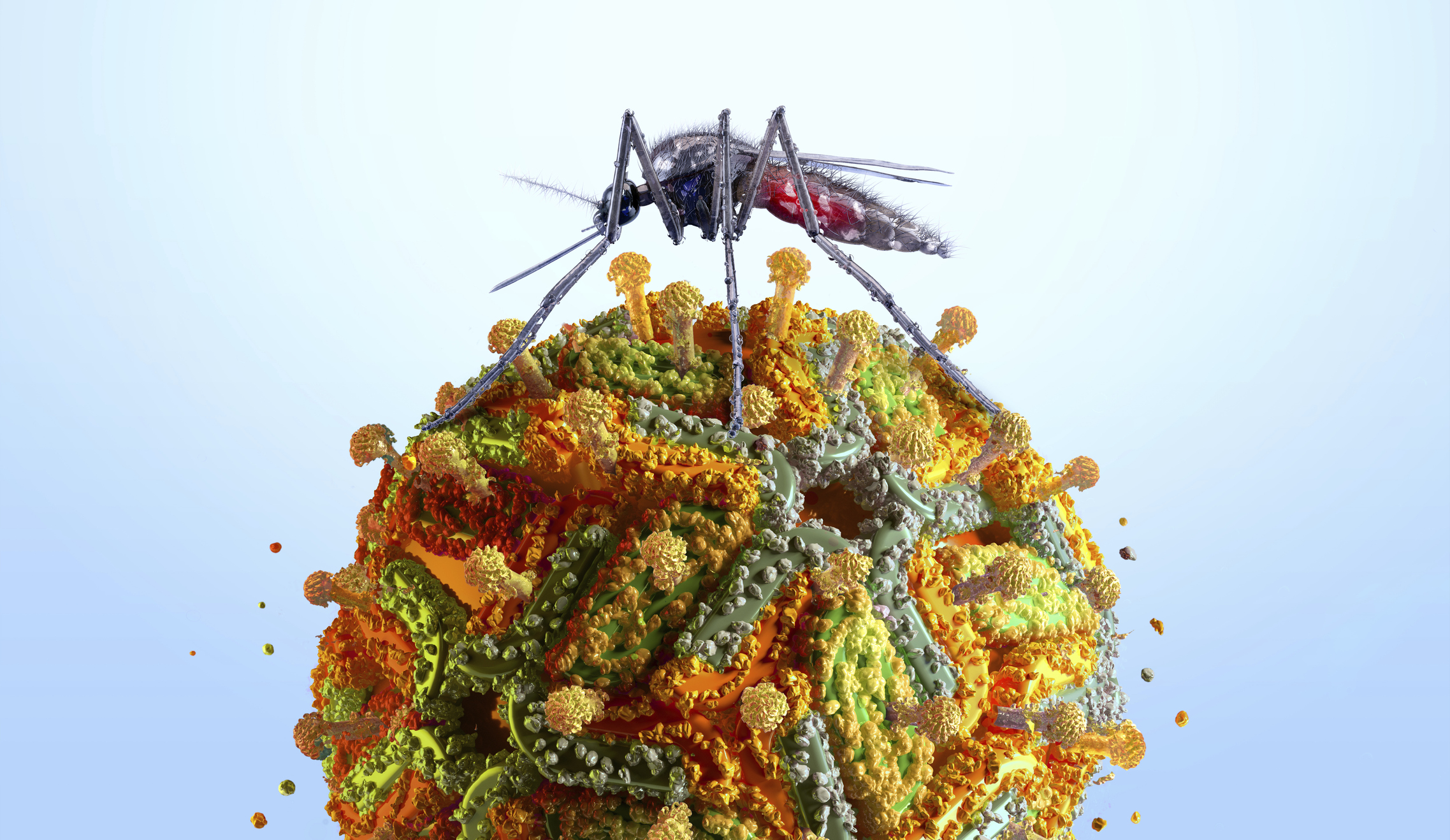 Gele koorts is een acute, ernstige infectieziekte die wordt veroorzaakt door een virus en wordt overgebracht door de Aedes-mug. De ziekte tast met name de lever en de nieren aan. Het is een gevaarlijk virus; van de reizigers die een ernstige vorm van de ziekte ontwikkelen, overlijdt een aanzienlijk deel.