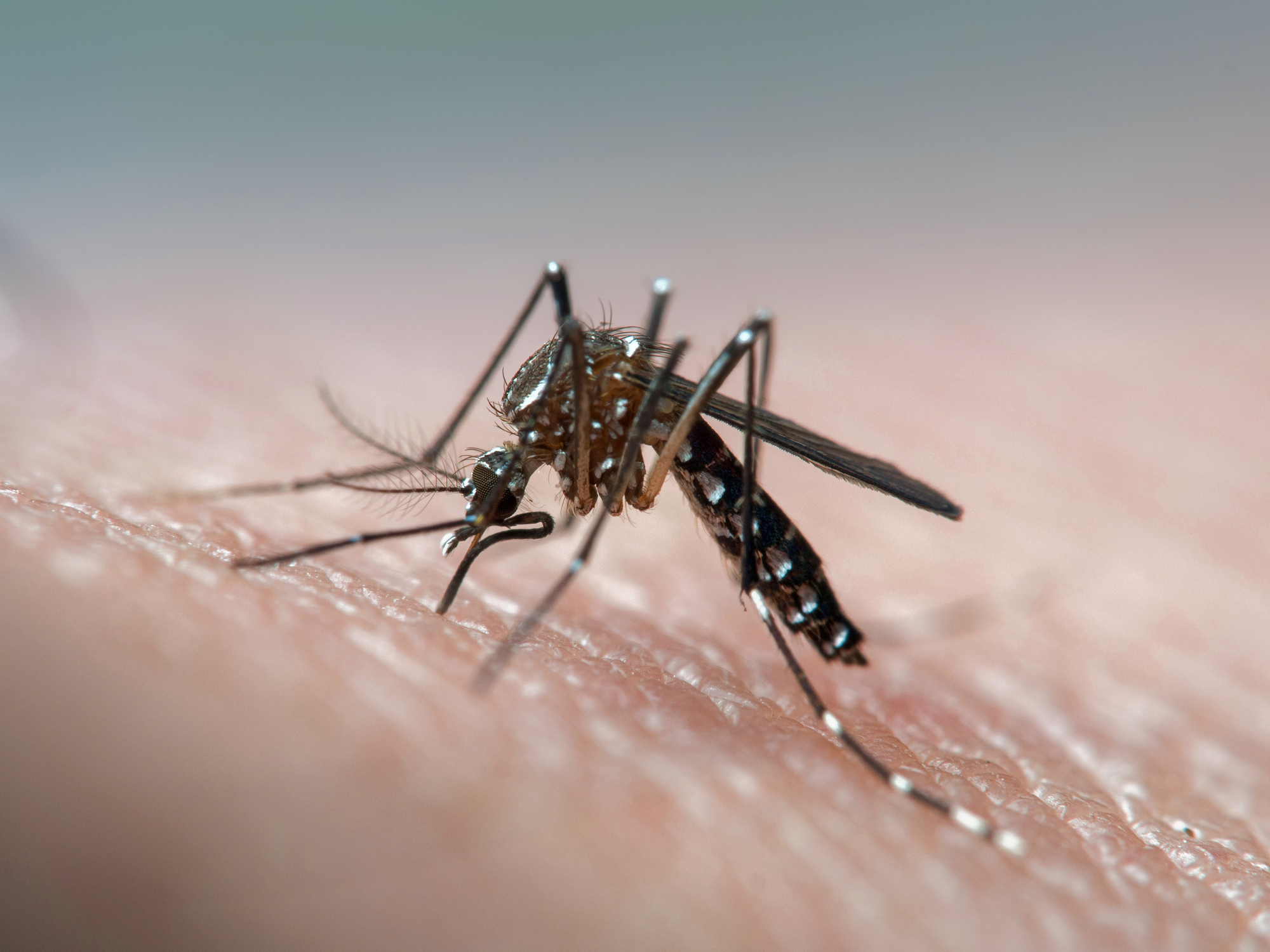 Dengue en chikungunya zijn virusinfecties die nauw aan elkaar verwant zijn en worden overgedragen door de Aedes-mug, beter bekend als de Aziatische tijgermug.