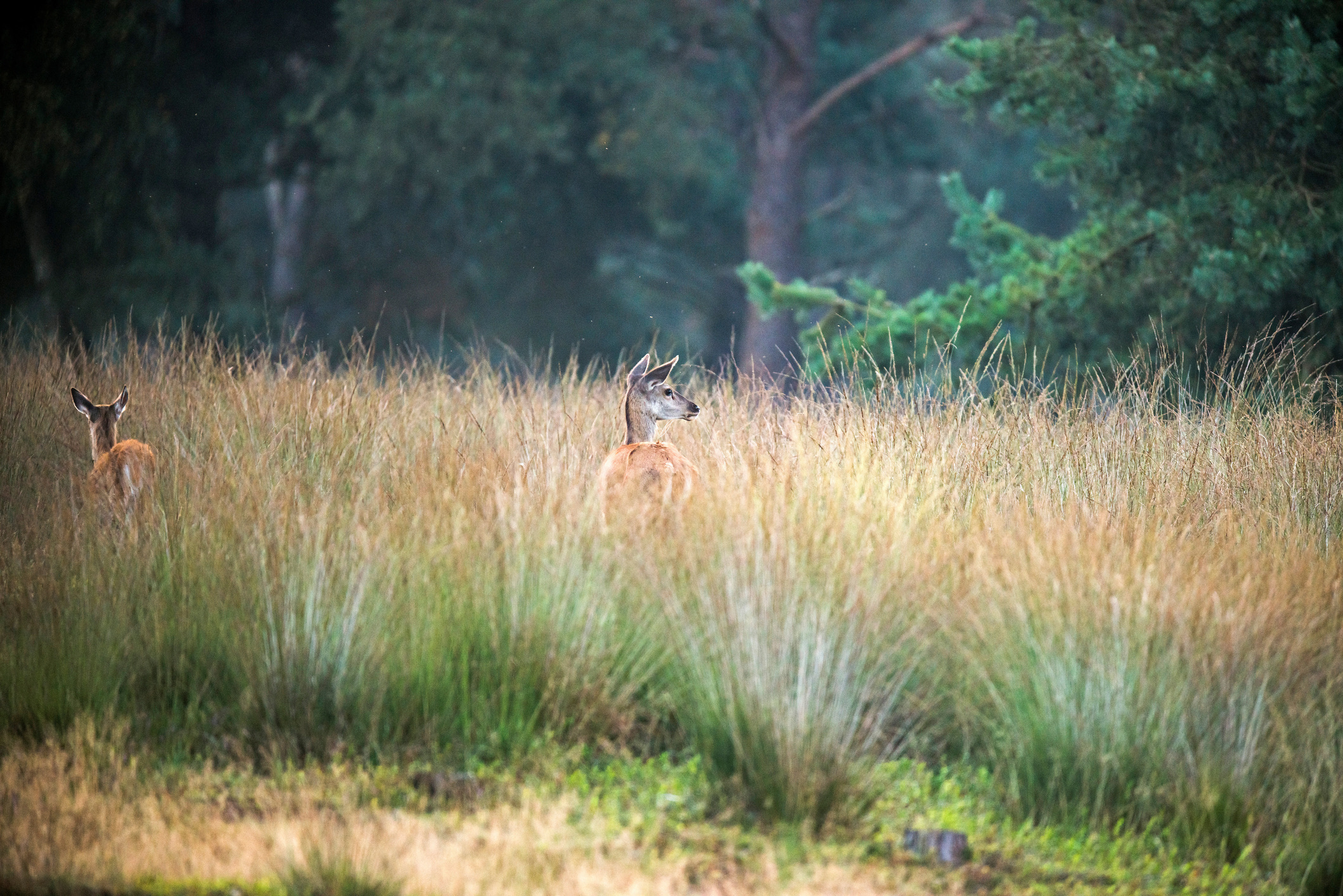 Het Deelerwoud is een oase van rust tussen de Nationale Parken Hoge Veluwe en Veluwezoom. Je vindt er alles wat de Veluwe aantrekkelijk maakt: uitgestrekte bossen en eindeloze heidevelden in een glooiend landschap. Tijdens een wandeling door dit waanzinnige stukje natuur bots je op verschillende zeldzame planten en bijzondere vogels, waaronder nachtzwaluwen en draaihalzen. Daarnaast maak je kans om oog in oog te staan met wilde zwijnen, damherten en edelherten.