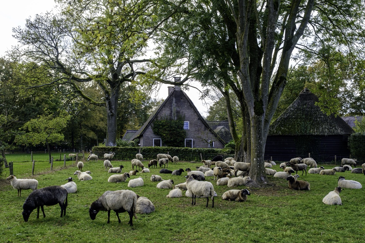 Schapen grazen bij boerderijen in Orvelte, Drenthe