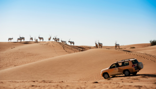 DET_Al Maha desert_1