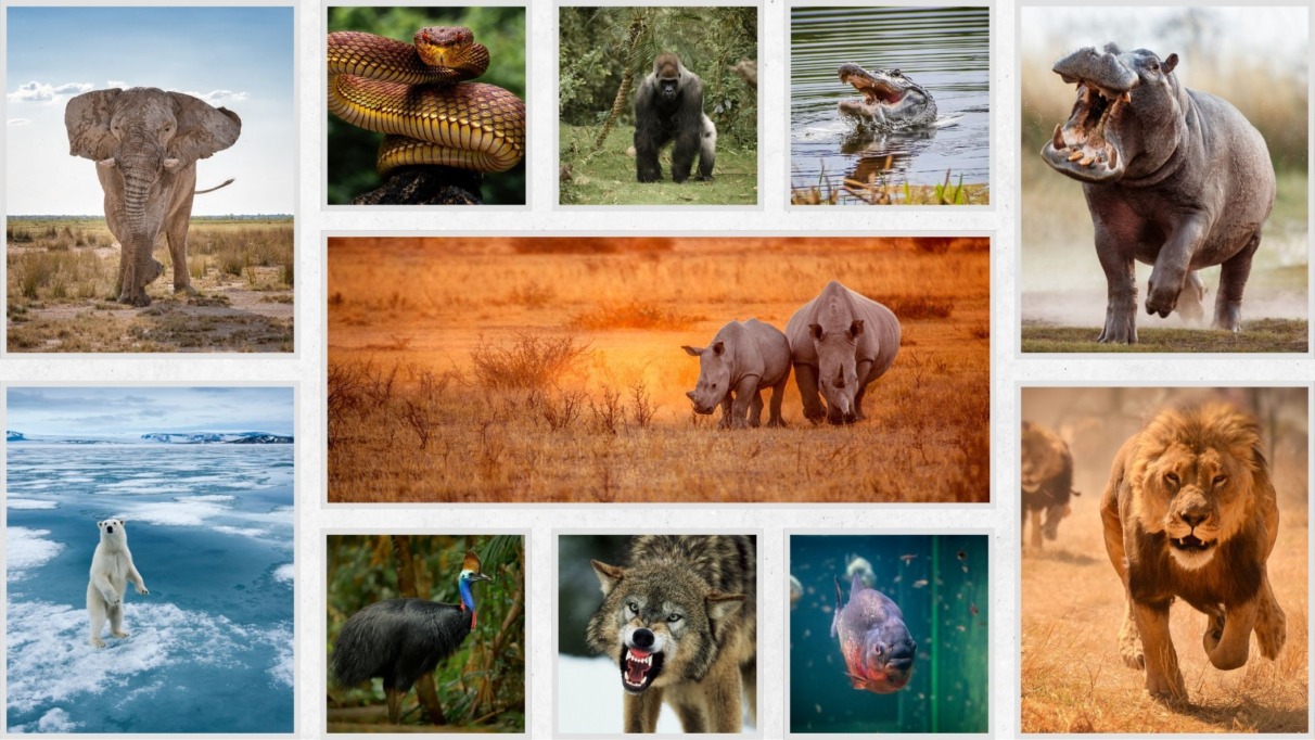 Aanval van wilde dieren voorkomen? Gids & survivaltips