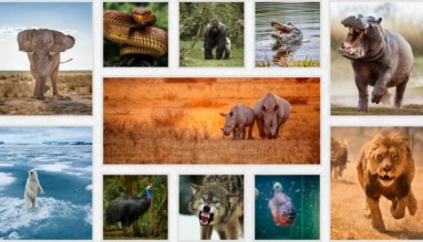 Aanval van wilde dieren voorkomen? Gids & survivaltips