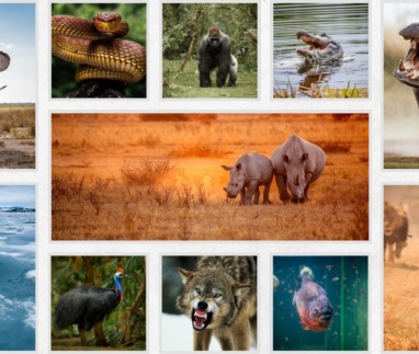 Aanval van wilde dieren voorkomen? Gids & survivaltips