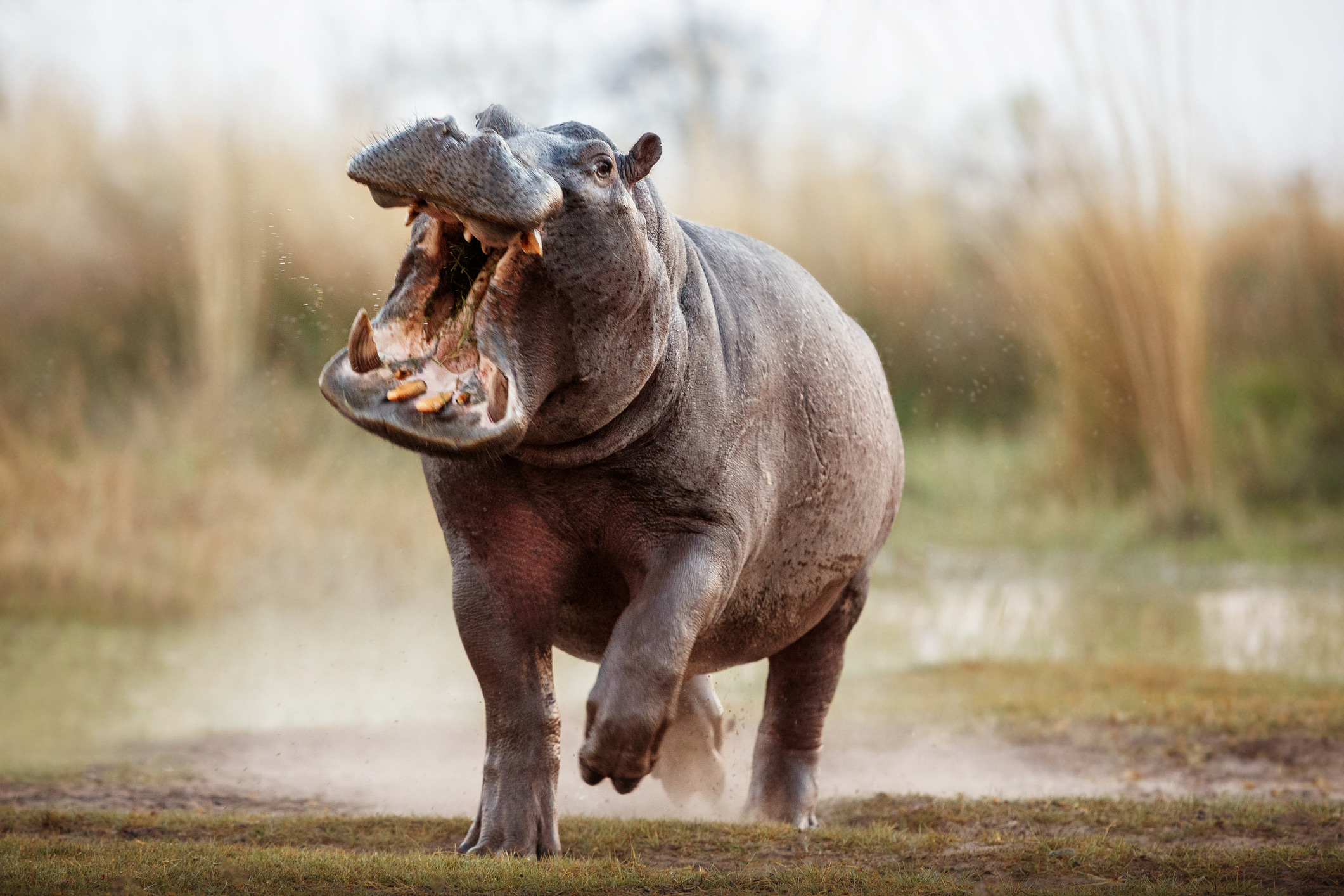 Biologen beschouwen het nijlpaard als het gevaarlijkste grote zoogdier van Afrika. Het zijn van nature nogal chagrijnige dieren die snel geagiteerd raken. Ze wegen gemakkelijk 1500 kilo, maar rennen aan land moeiteloos dertig kilometer per uur. Blijf te allen tijde weg van waterwegen waar nijlpaarden leven. 