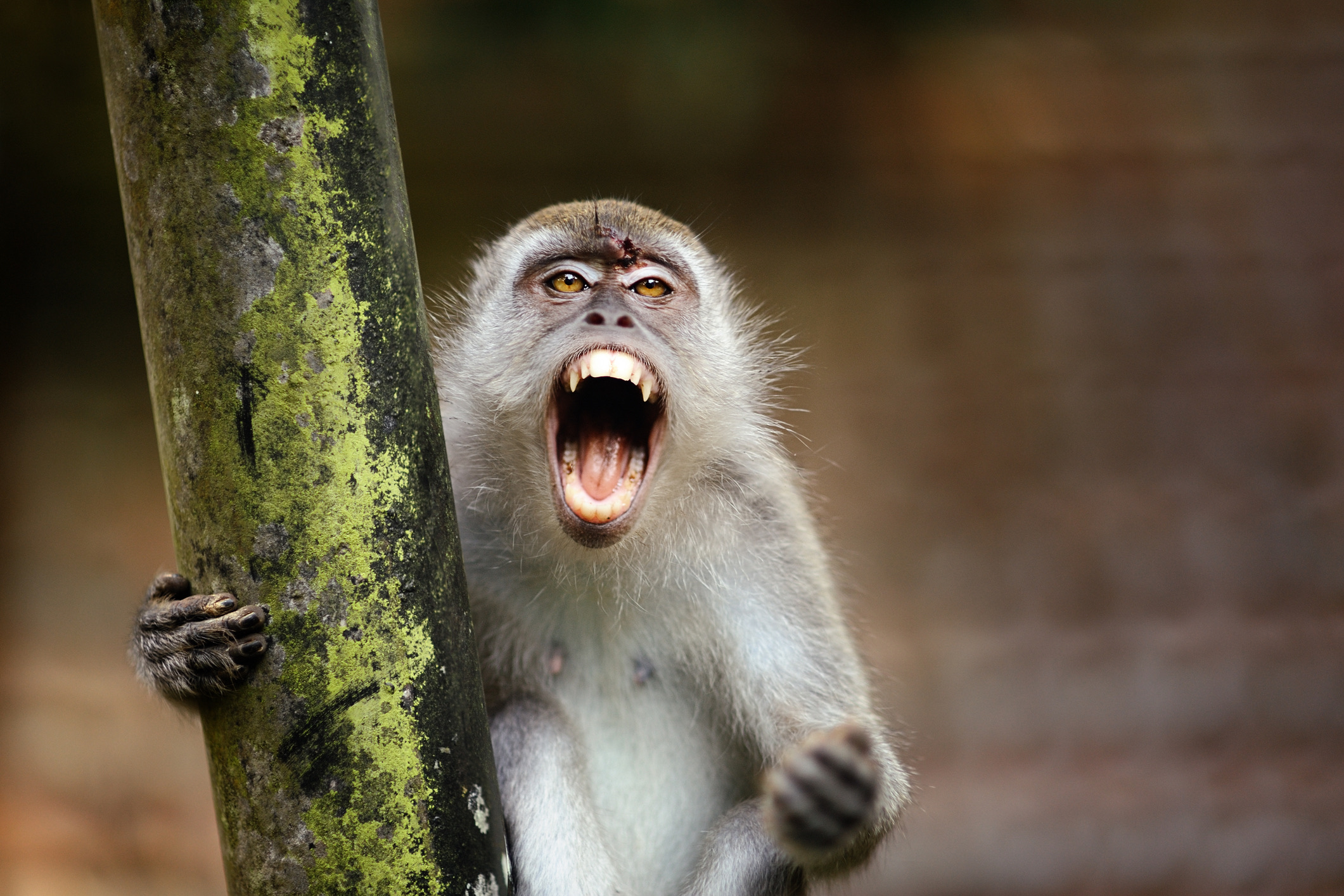 Toeristen worden aan de lopende band gebeten of gekrabd door schattige makaken bij tempels op Bali, of door zwerfhonden in Thailand en Marokko. Een belangrijke biologische waarschuwing voor apen: glimlach nooit naar ze. Het ontbloten van je tanden wordt in de apenwereld gezien als een directe oorlogsverklaring of een teken van agressie, wat een aanval kan uitlokken. 