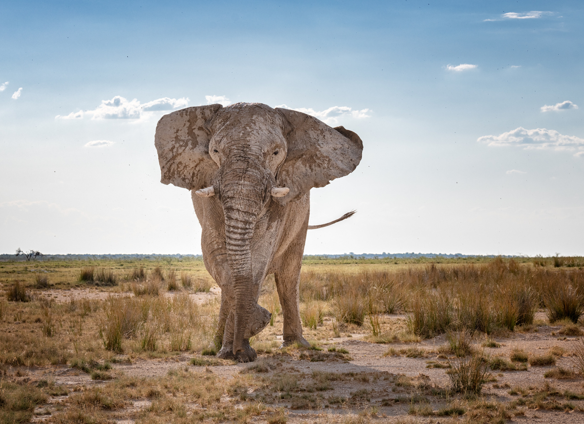Als je een olifant tegenkomt, houd dan afstand en beweeg je langzaam en zijwaarts. De lichaamstaal van een olifant is een duidelijke graadmeter. Als een olifant met zijn oren flappert en hard trompettert, is dat vaak een schijnaanval om je te waarschuwen. Als hij echter zijn oren strak naar achteren klapt, zijn slurf strak oprolt en geruisloos op je af stormt, is het bittere ernst. 