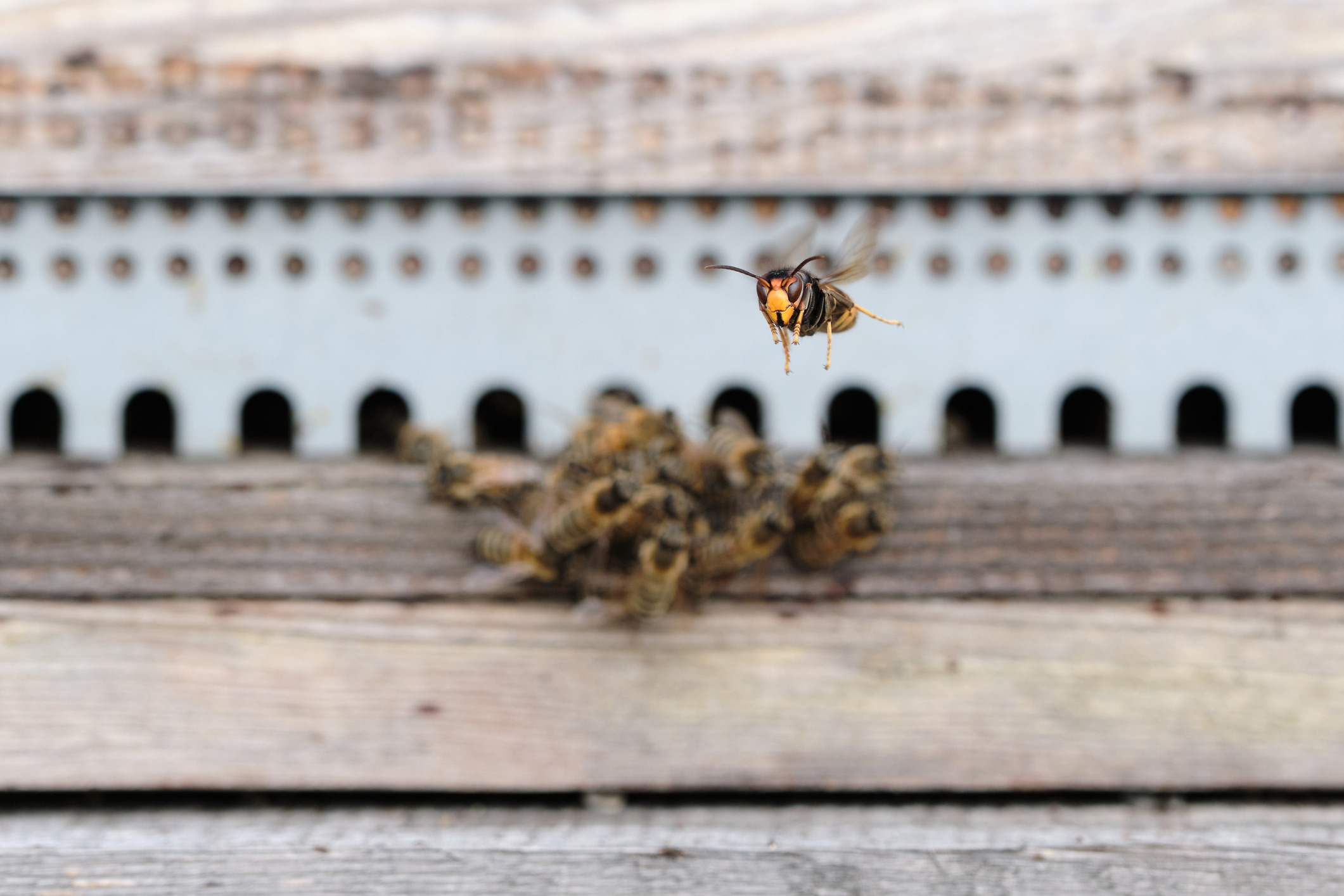 Draag in gebieden met agressieve bijen (zoals de Afrikaanse honingbij) bij voorkeur lichtgekleurde kleding. Donkere stoffen doen de insecten denken aan natuurlijke vijanden zoals beren en dassen. Gebruik daarnaast geen sterk geurende parfums of lotions. Mocht een zwerm je aanvallen, maak dan geen slaande bewegingen en ren in een rechte lijn weg naar een beschutte, donkere ruimte of een voertuig.