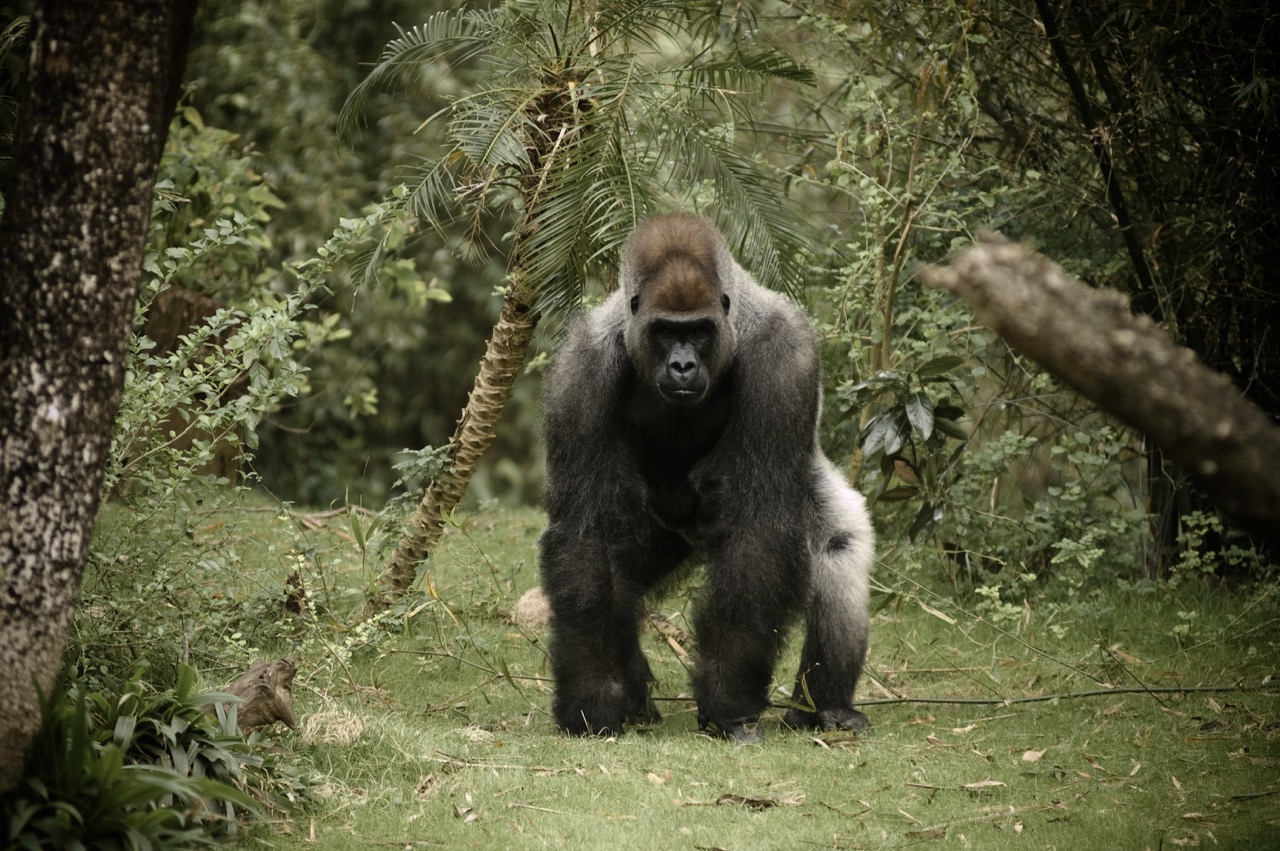 Gorilla’s zijn trotse dieren, die zwakkere wezens niet snel zullen aanvallen. Aanvallen van gorilla's zijn extreem zeldzaam en vinden vrijwel uitsluitend plaats als de dieren worden geprovoceerd of ingesloten. Een zilverrug zal altijd eerst waarschuwingssignalen geven door rechtop te gaan staan, luide brulgeluiden te maken en ritmisch op zijn borst te slaan. 