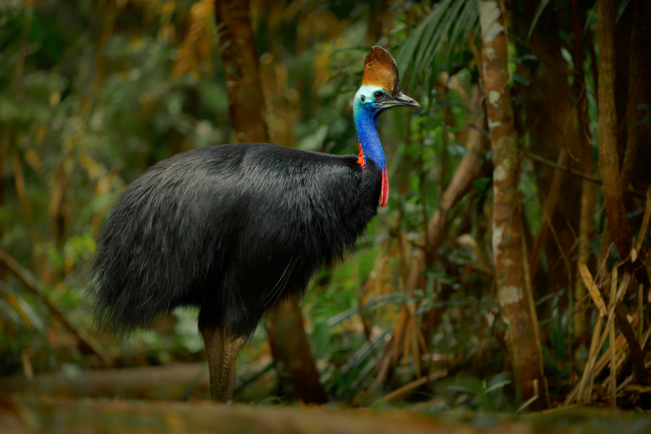 De helmkasuaris (of cassowary) leeft in de dichte regenwouden van Noordoost-Australië en Nieuw-Guinea. Deze reusachtige loopvogel ziet er met zijn felblauwe nek en prehistorische helm fascinerend uit, maar is gewapend met een vlijmscherpe, tien centimeter lange klauw aan zijn binnenteen. Hiermee kan hij met een krachtige, achterwaartse trap een menselijke buik openrijten. 