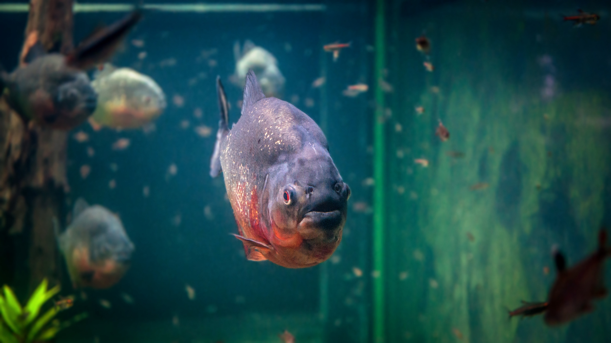 Dankzij Hollywoodfilms heeft de piranha een angstaanjagende reputatie, maar in de praktijk zwemmen lokale bewoners en gidsen in de Amazone dagelijks tussen deze vissen door zonder problemen. Een gezonde piranha zal een levende mens nooit als prooi selecteren. 