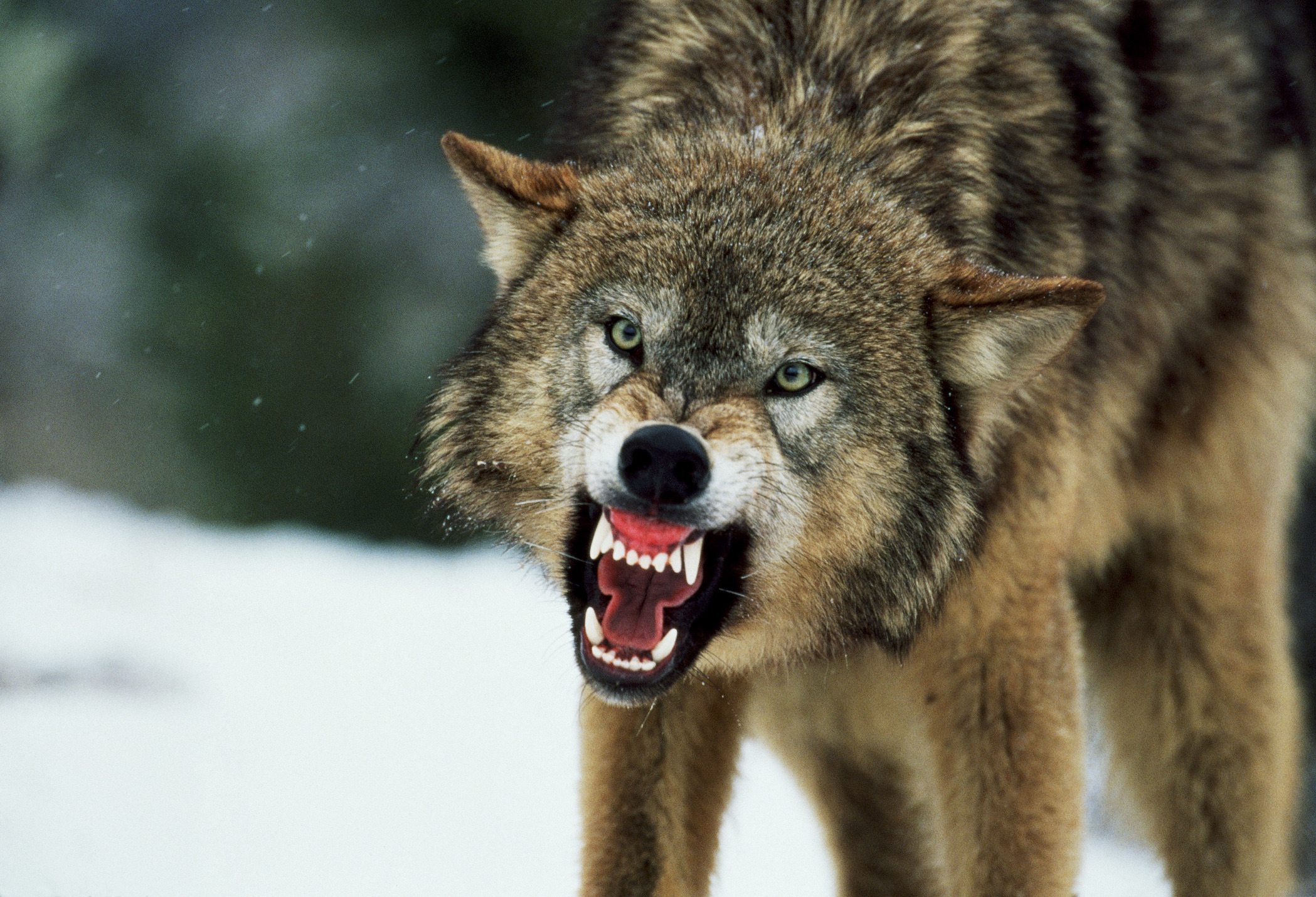 De wolf is terug in het Europese cultuurlandschap, en met kaken die tweemaal zo krachtig zijn als die van een herdershond is waakzaamheid geboden. Mocht je een wolf tegenkomen, ren dan nooit weg. Dit triggert direct hun achtervolgings- en jachtinstinct en een wolf haalt moeiteloos 65 kilometer per uur. Ze jagen bovendien in groepen dus waar er één is, zijn er meestal meer. 