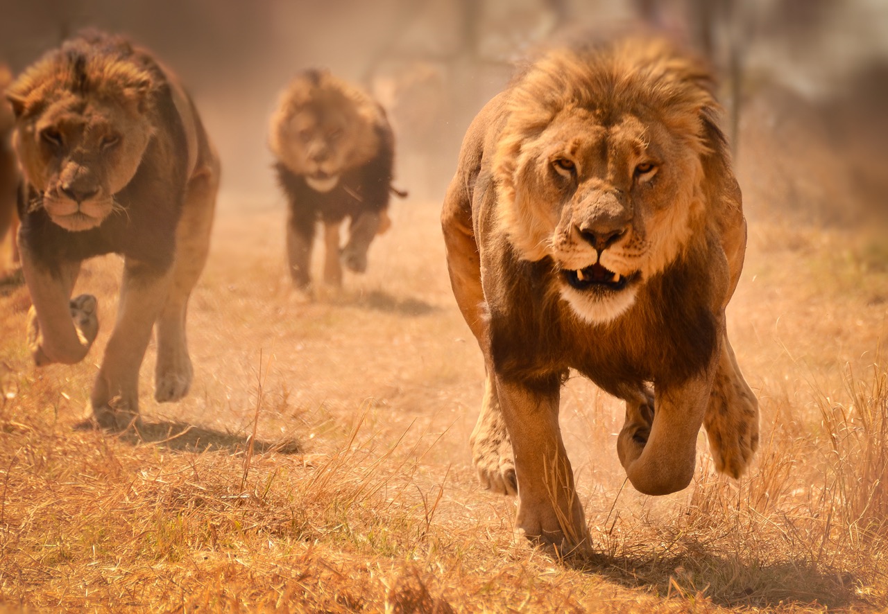 Ga tijdens een safari nooit 's nachts te voet op pad en blijf uit de buurt van leeuwinnen met jonge welpen. Mocht je te voet een leeuw tegenkomen, maak dan nooit de fout om weg te rennen; hiermee activeer je direct het jachtinstinct en een leeuw haalt met tachtig kilometer per uur elke mens in. 
