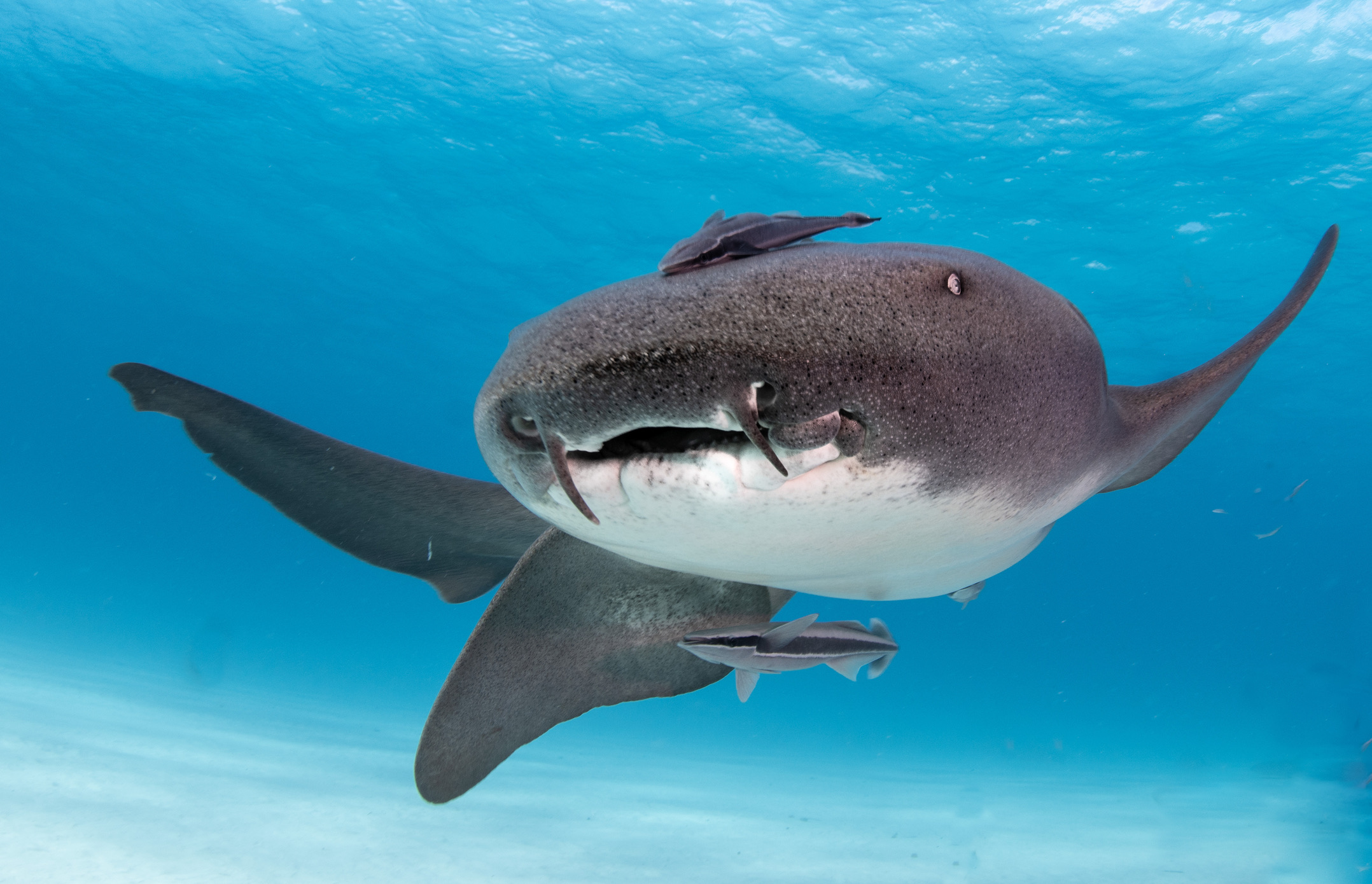 De bakerhaai (in het Engels de nurse shark, in de volksmond de verpleegsterhaai) ligt overdag voornamelijk passief te slapen op de zandbodem of onder koraalriffen. 