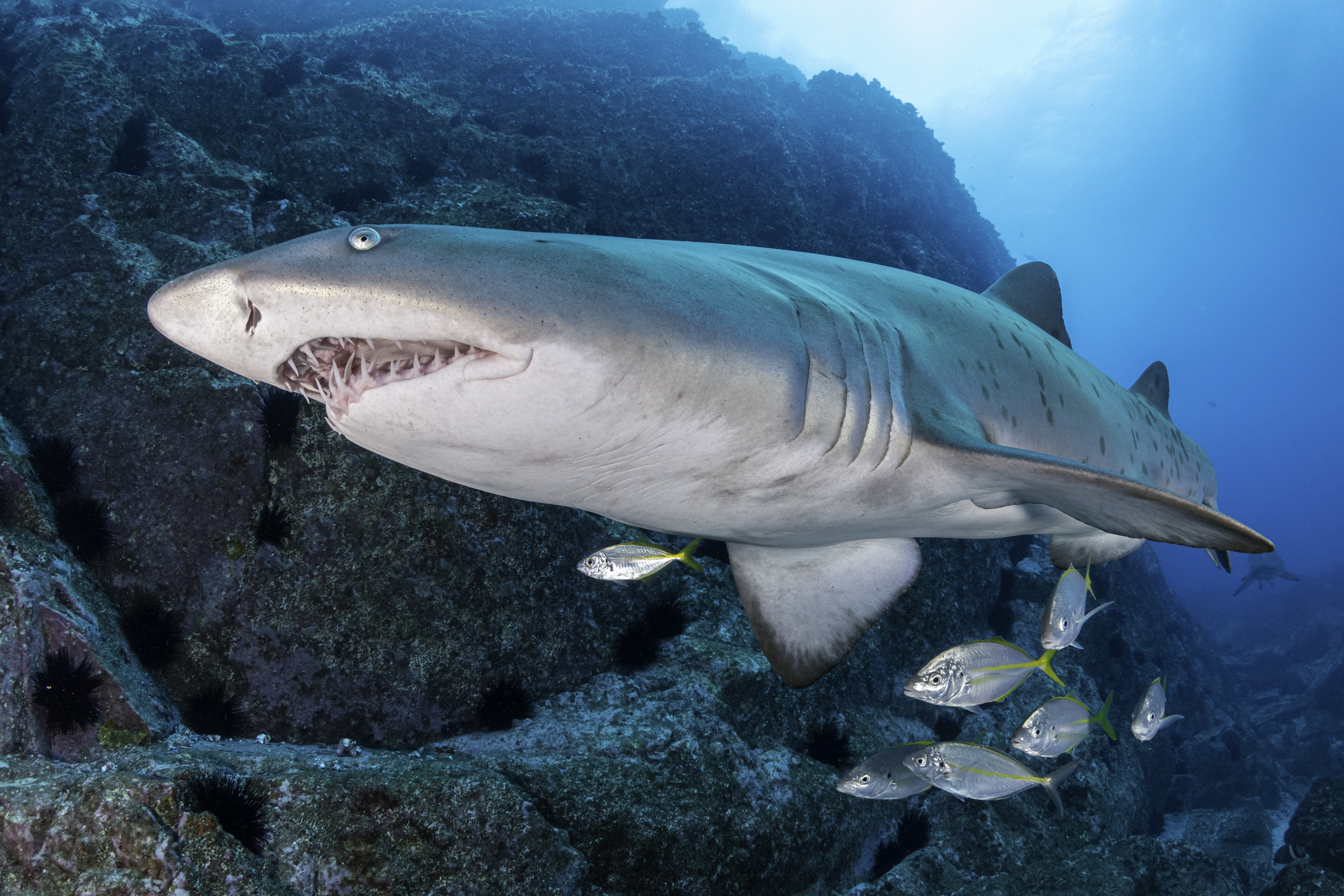 De zandtijgerhaai (in Australië de grey nurse shark genoemd) ziet er angstaanjagend uit: zijn bek staat altijd een stukje open, waardoor er tientallen vlijmscherpe, naaldachtige tanden naar buiten steken. Toch is dit dier de vriendelijke reus onder de roofvissen. 