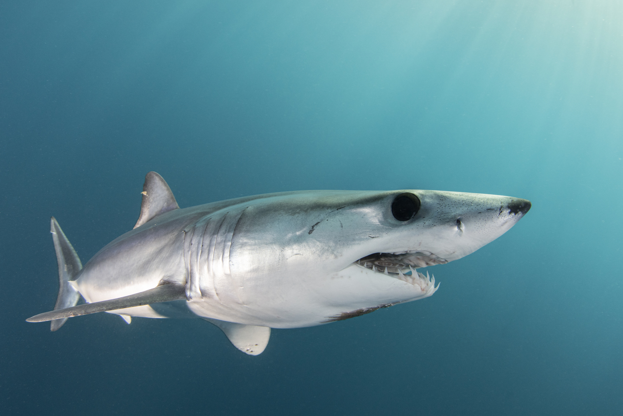 De kortvinnige makohaai is de onbetwiste straaljager van de oceaan. Hij kan snelheden bereiken tot wel 74 kilometer per uur en staat erom bekend dat hij metershoog boven het wateroppervlak kan springen. 