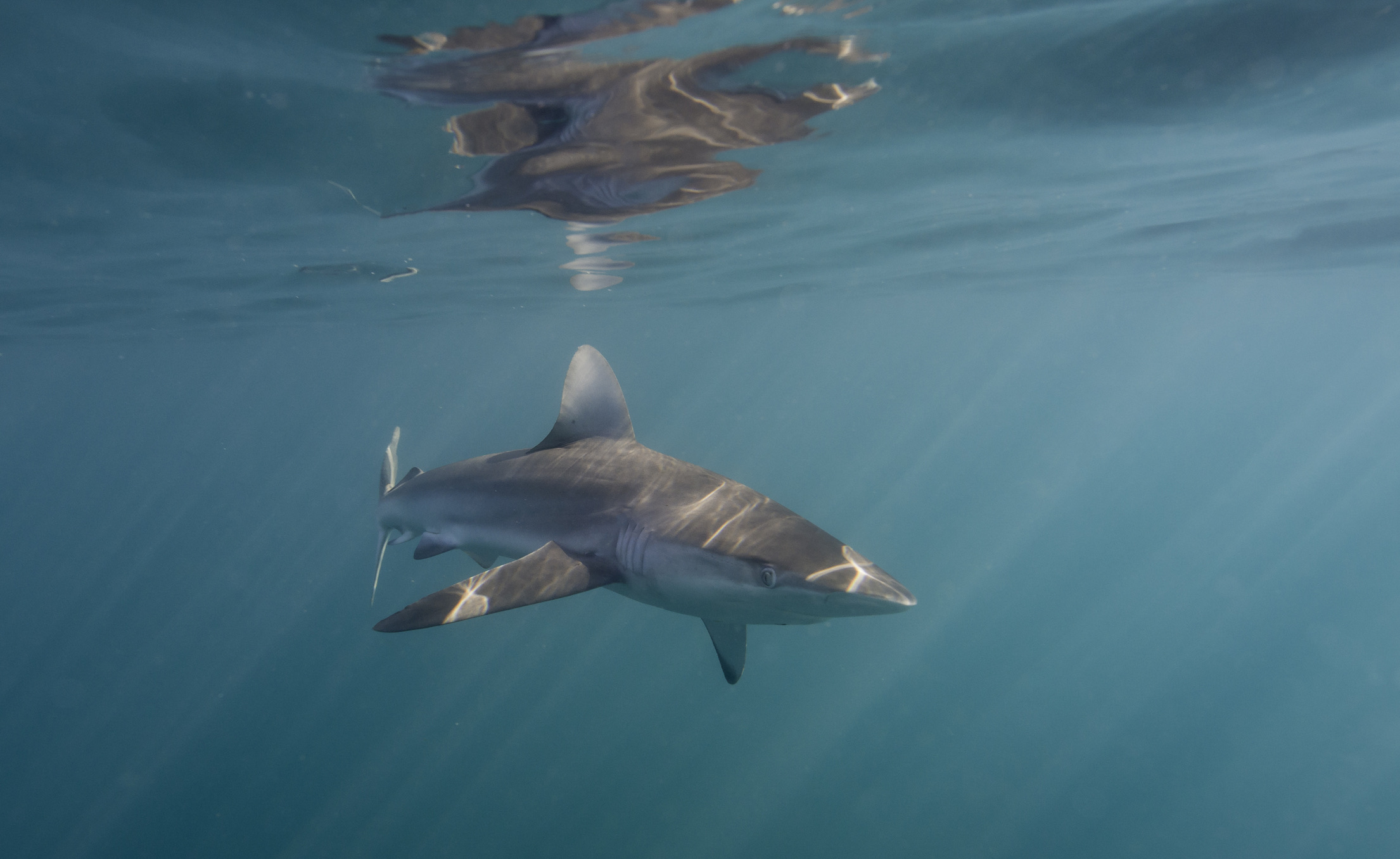 De koperhaai dankt zijn naam aan zijn prachtige bronskleurige rug. Ze zijn te vinden in alle warme kustwateren, van de Atlantische kust van Zuid-Amerika tot het westen van de Indische Oceaan. Het zijn snelle, slanke vissen die geregeld dicht bij de kust en in ondiep water jagen op scholen vis, vaak in grote groepen.