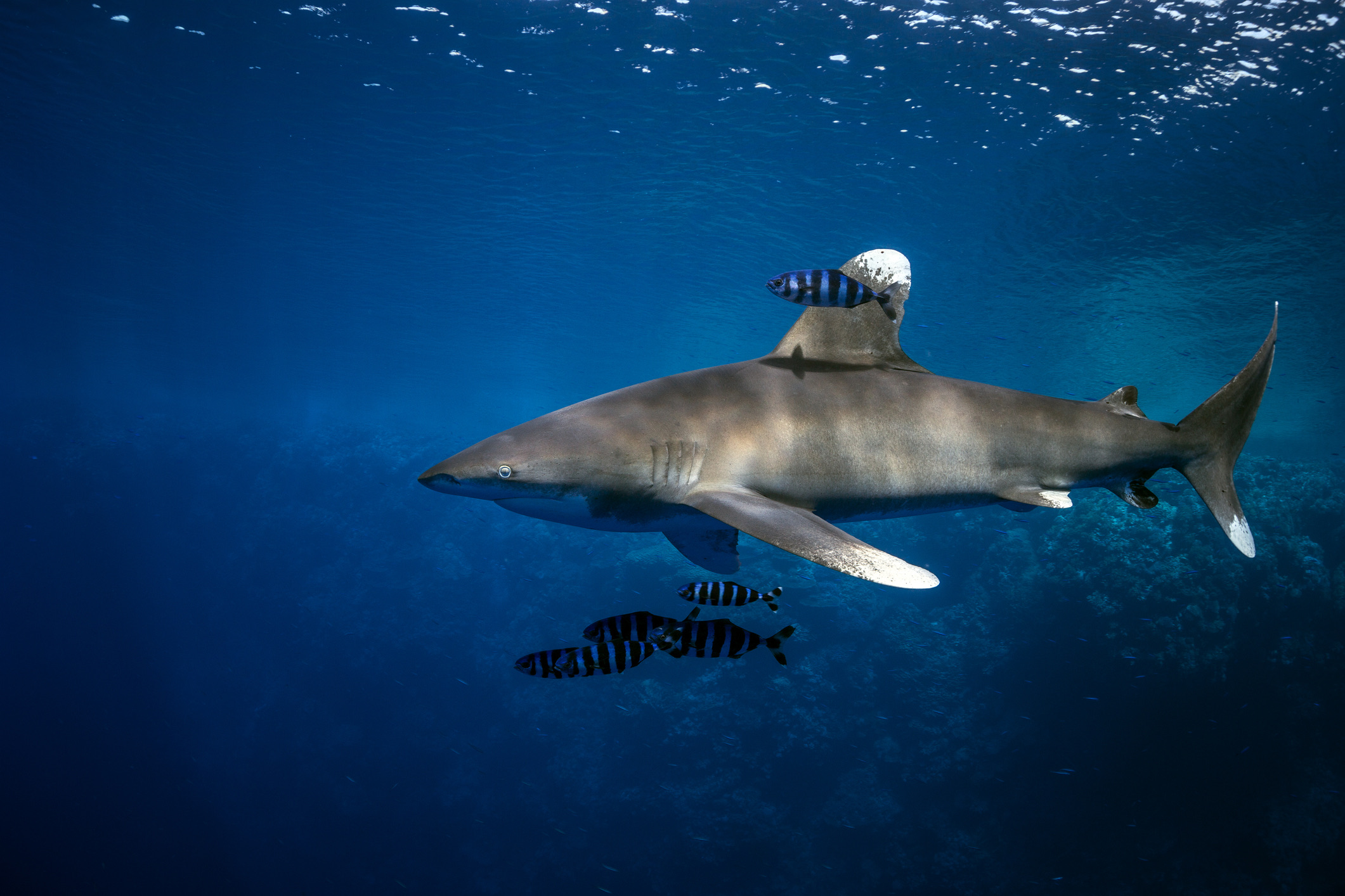 De oceanische witpunthaai leeft ver op de open oceaan, voornamelijk in de Indische en Stille Oceaan, met hoge concentraties in de wateren rond Indonesië, Japan, de Galapagos-eilanden en Costa Rica. Hij komt zelden in contact met gewone strandgangers. Ontmoetingen met deze haai zijn echter direct riskant: het zijn extreem brutale, hardnekkige opportunisten die totaal geen angst tonen voor duikers. 