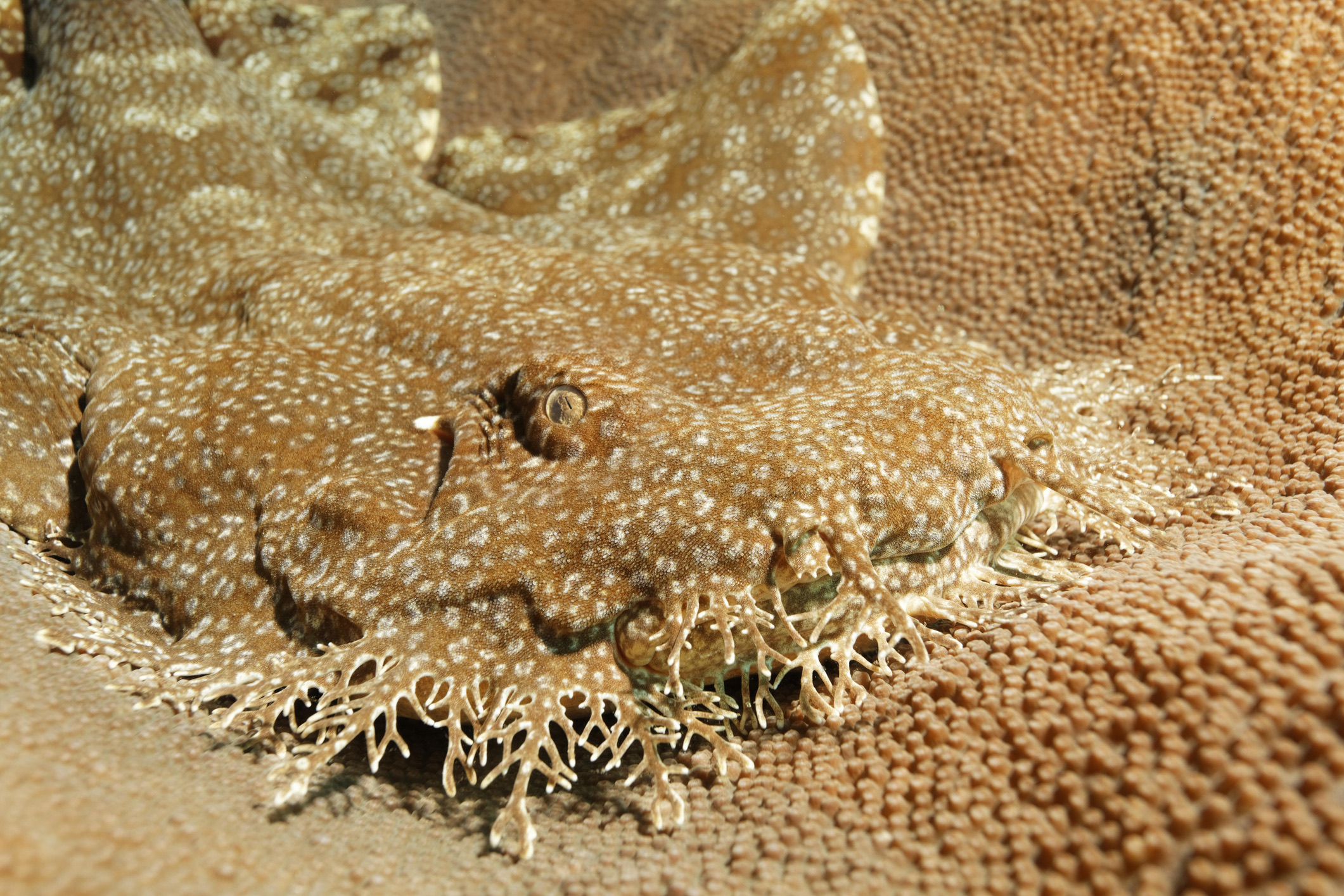 De wobbegong is een meester in camouflage. Deze platte haai heeft een schitterend tapijtpatroon en franjes rond zijn bek, waardoor hij perfect opgaat in de rotsachtige zeebodem. 