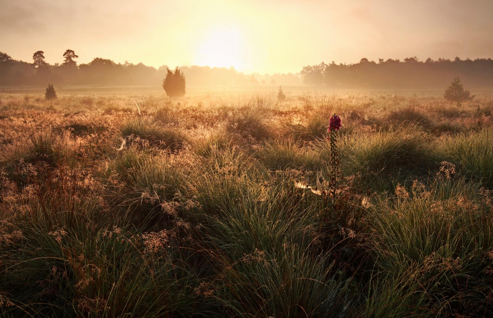 Paddenstoelen plukken in Dwingelderveld, Drenthe. Foto: Getty Images
