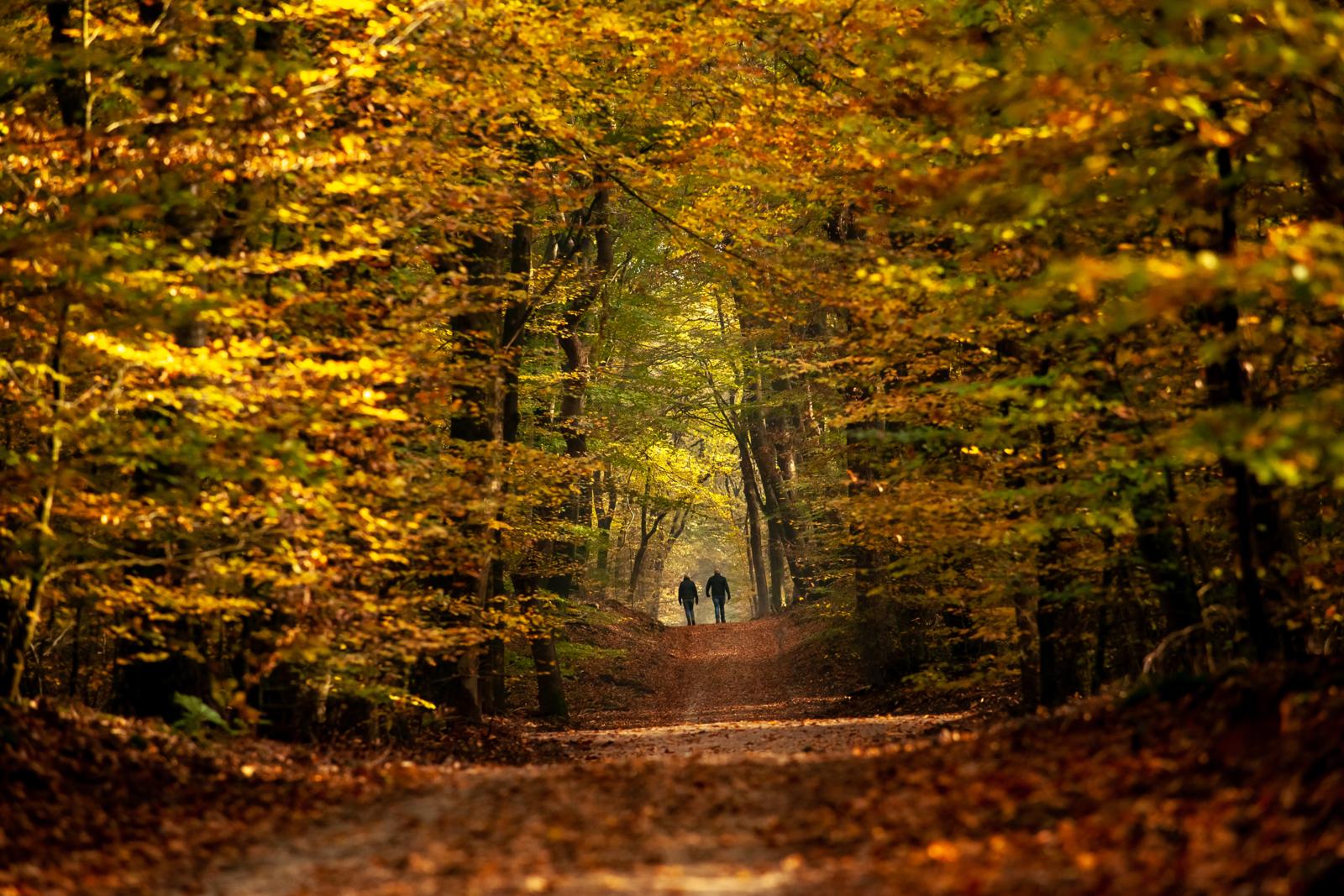 Het Speulder- en Sprielderbos, Gelderland. Foto: Getty Imagees