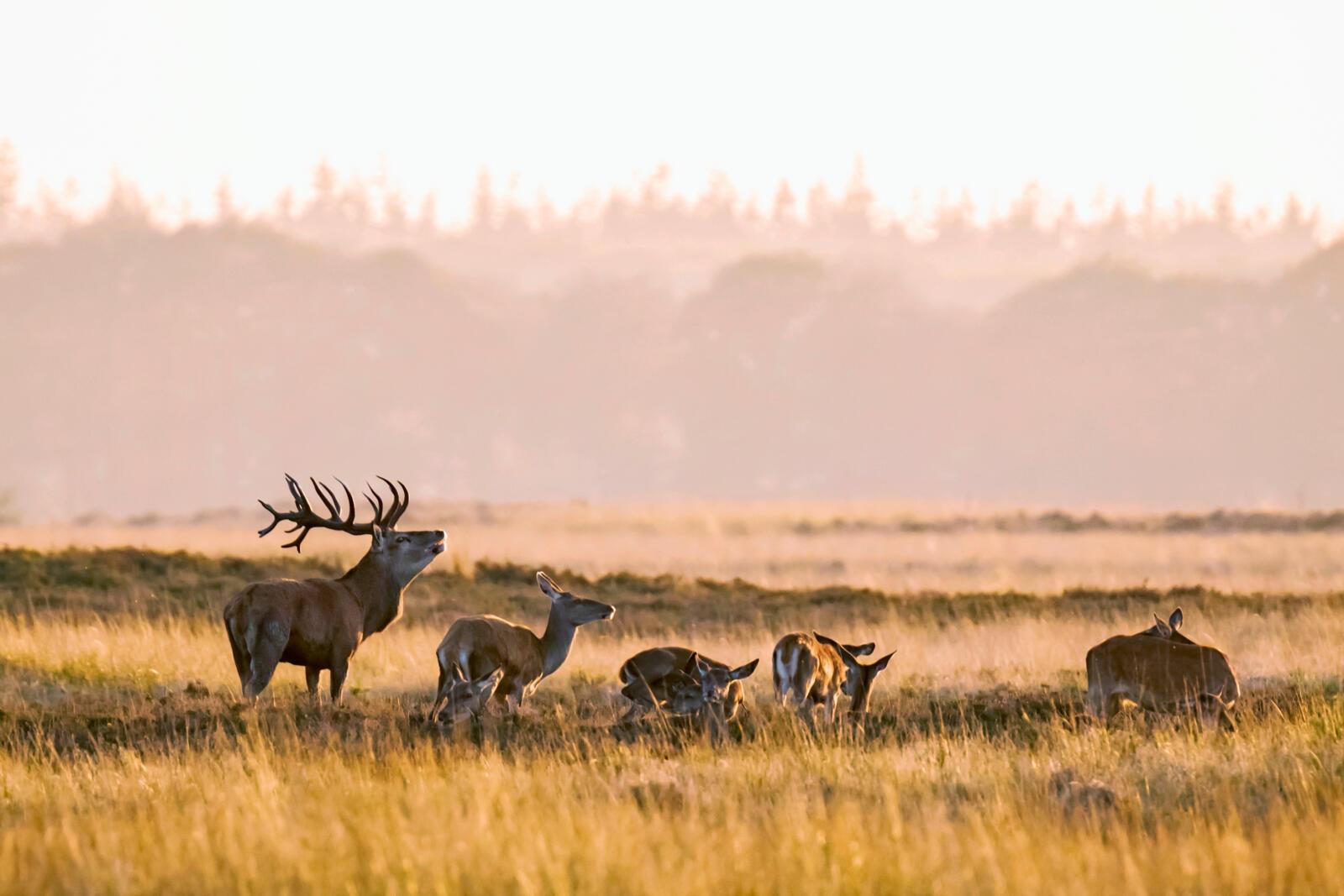 Herten op de Veluwe. Foto: iStock
