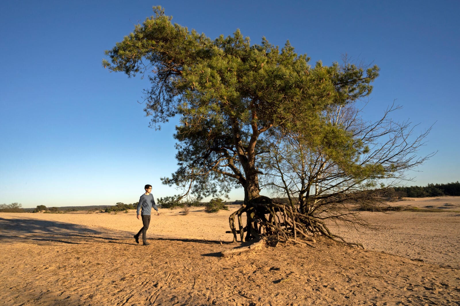 safari veluwe kootwijkerzand