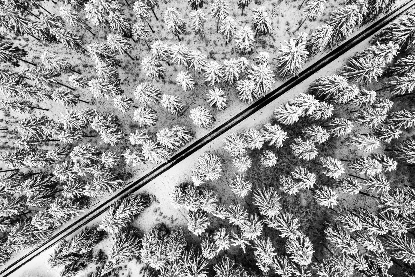 Winter bos. Foto: ANP