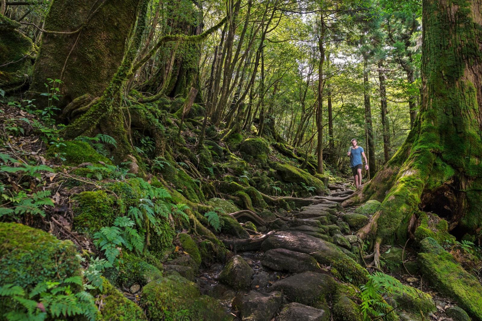 Yakushima in Japan is uitstekend in het regenseizoen te bezoeken. Foto: Tim Bilman