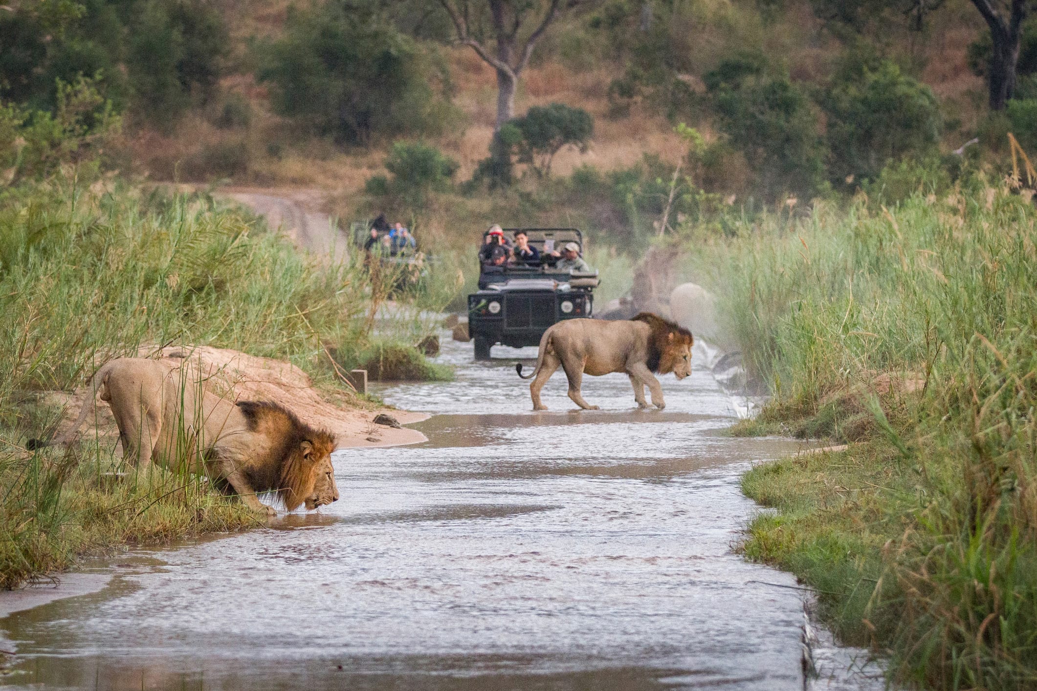 Zuid-Afrika is uitstekend in het regenseizoen te bezoeken. Foto: Getty Images