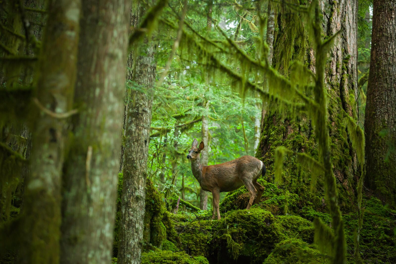 De Pacific Northwest in de Verenigde Staten is prima in het regenseizoen te bezoeken. Foto: Ethan Welty