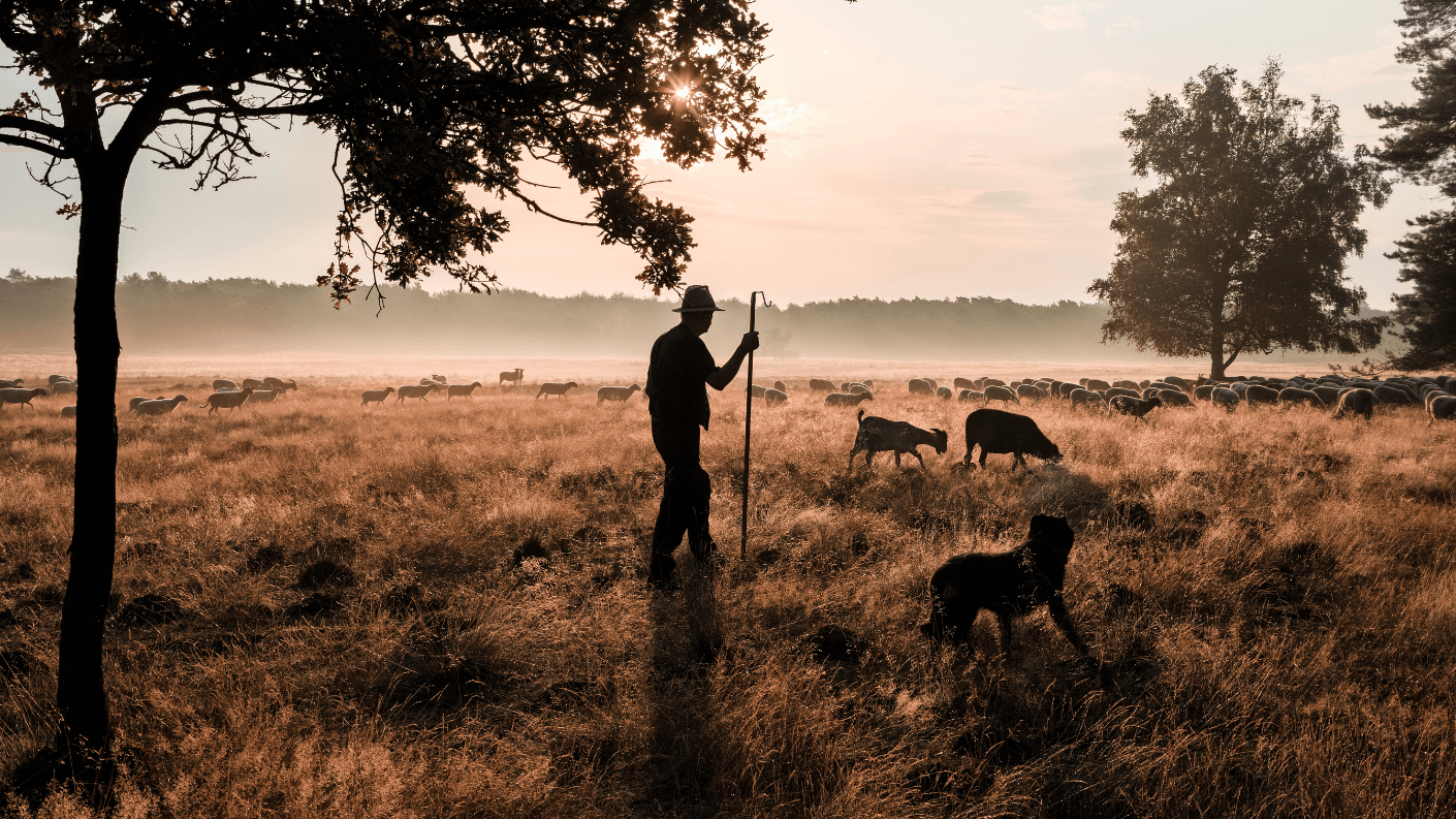 Boswandeling Deelerwoud in Gelderland. Foto: Jurjen Drenth