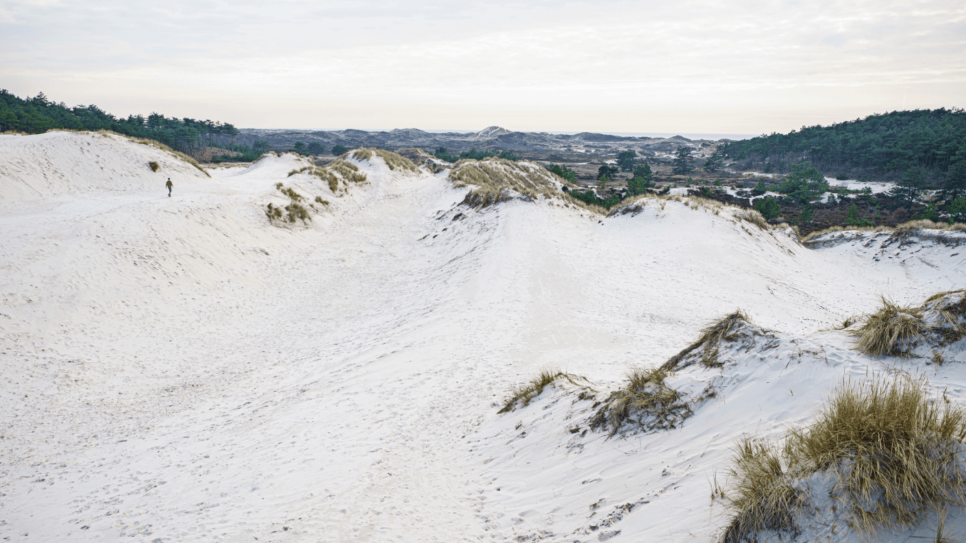 Schoorlse Duinen in Noord-Holland. Foto: Tim Bilman