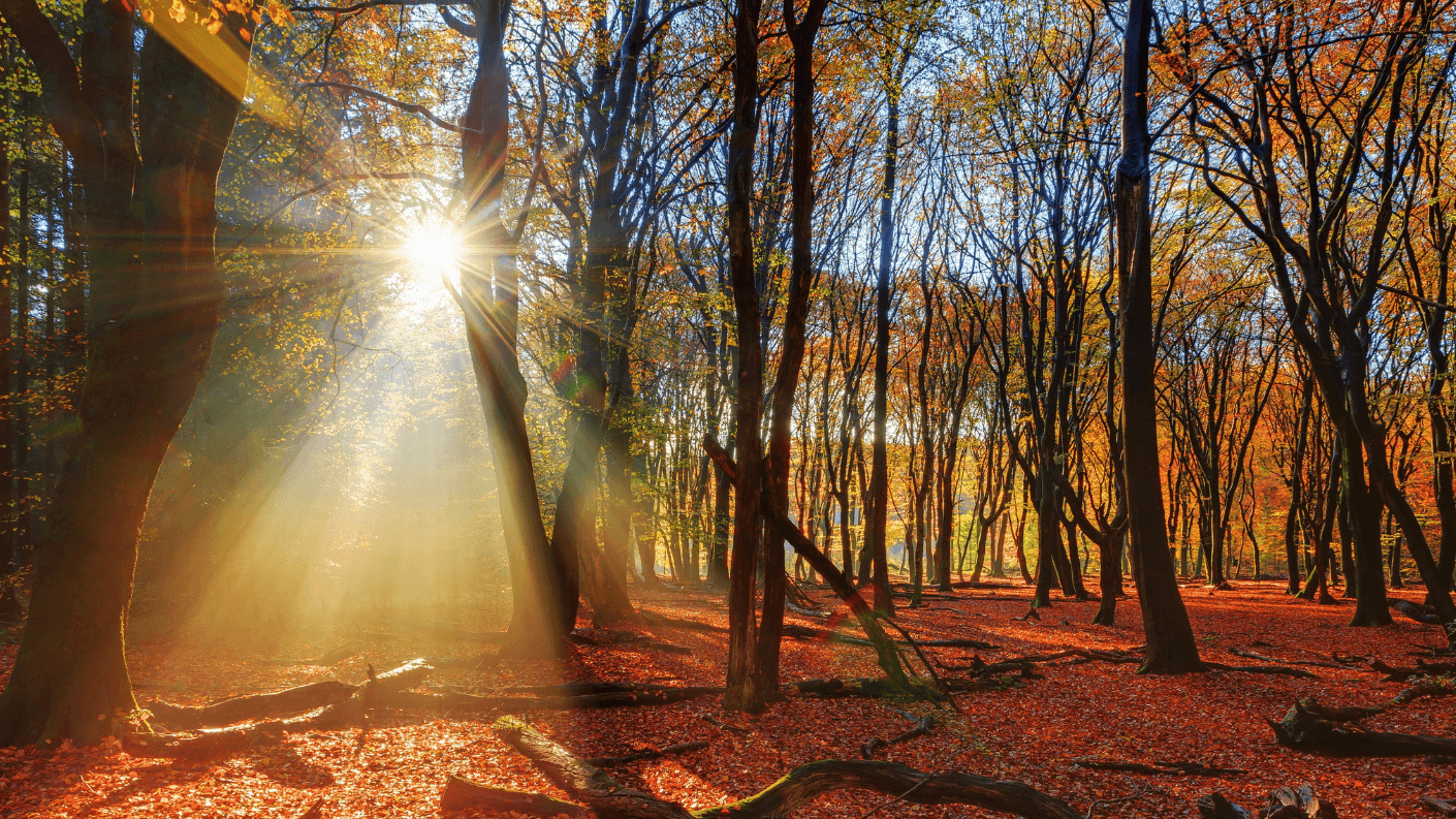 Het Speulder- en Sprielderbos in Gelderland. Foto: Dennis vd W