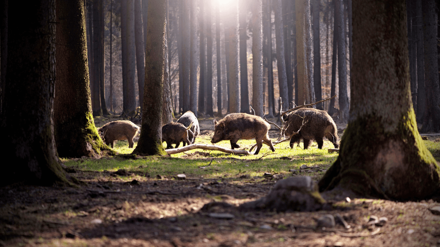 Kroondomein in Het Loo in Gelderland. Foto: Getty Images