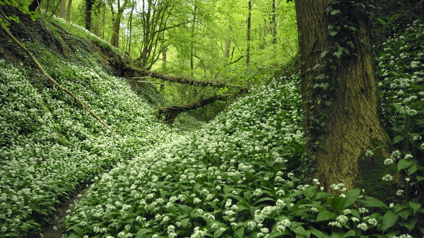 Savelsbos in Limburg. Foto: ANP
