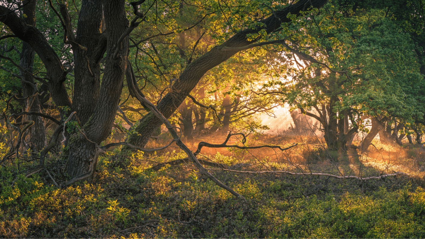 Holterberg, Overijssel. Foto: Getty Images