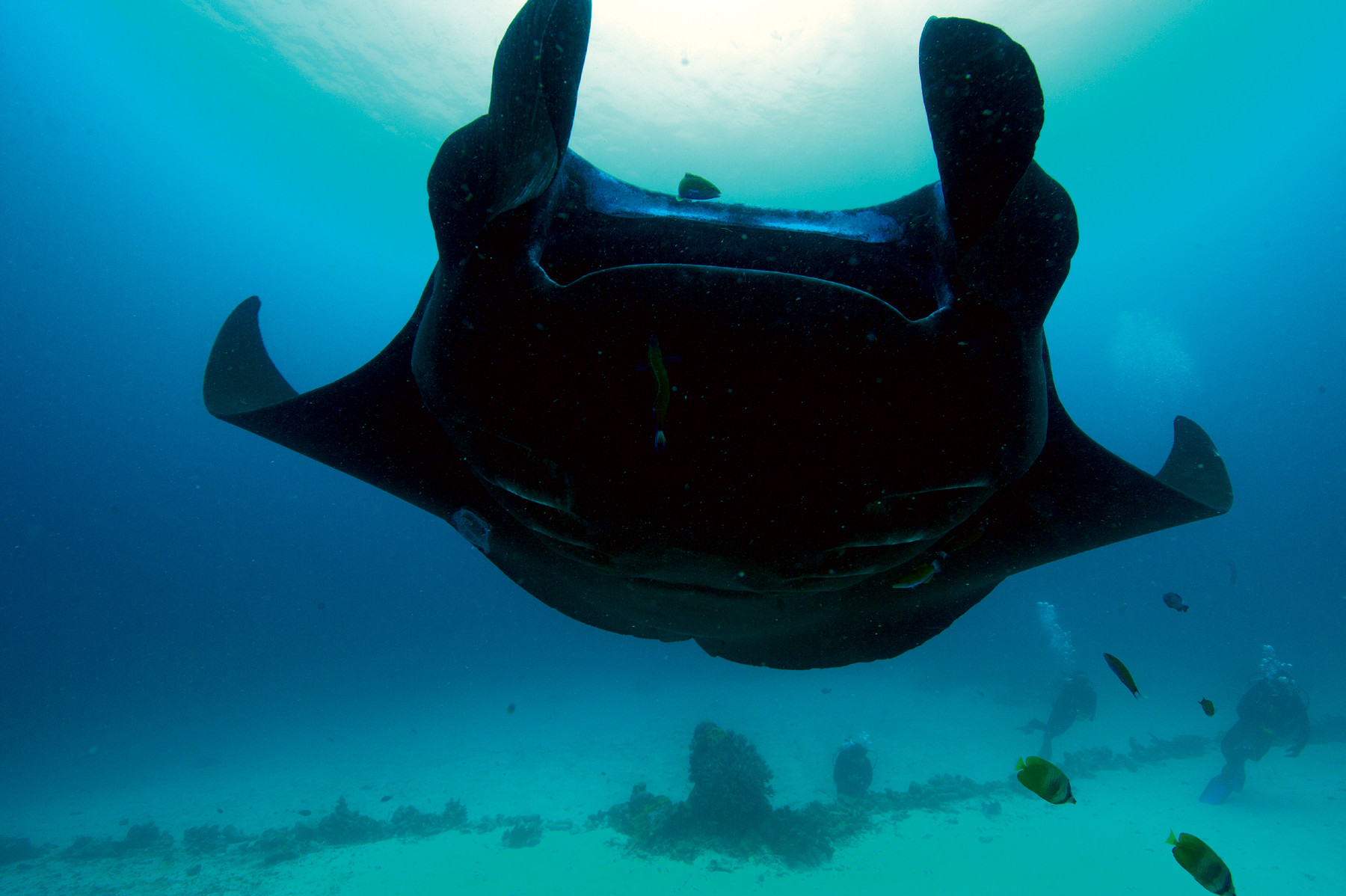 Een reuzenmanta in Raja Ampat, een van de beste duikplekken op aarde. Foto: Louise ten Have / Columbus Travel