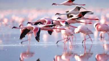 Een groep flamingo’s vliegt over een ondiep meer in Kenia, met een weerspiegeling op het water.