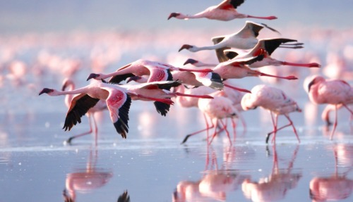 Een groep flamingo’s vliegt over een ondiep meer in Kenia, met een weerspiegeling op het water.