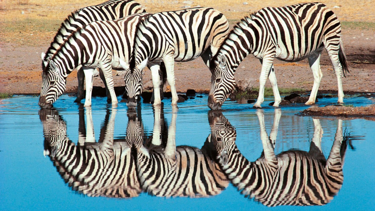 B318_0KEYYYzebras.jpg