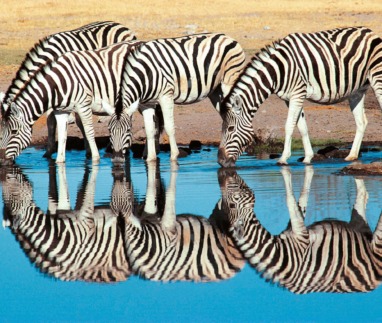 B318_0KEYYYzebras.jpg