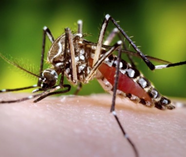 Original Title: Aa_FC2_23a.jpg