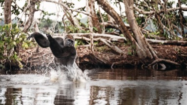 Gorilla speelt in de rivier