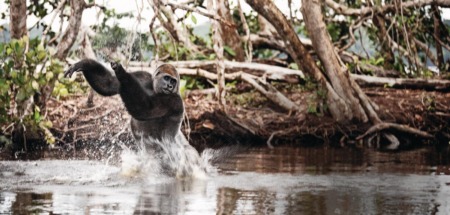 Gorilla speelt in de rivier