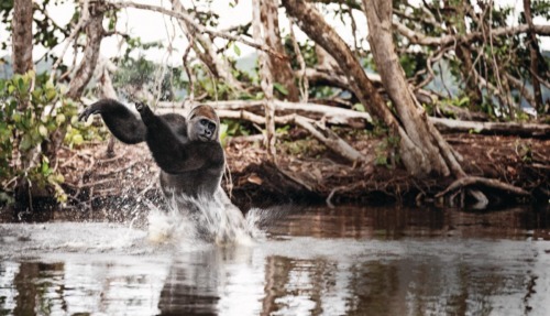 Gorilla speelt in de rivier
