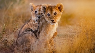 Twee leeuwenwelpen in Afrika