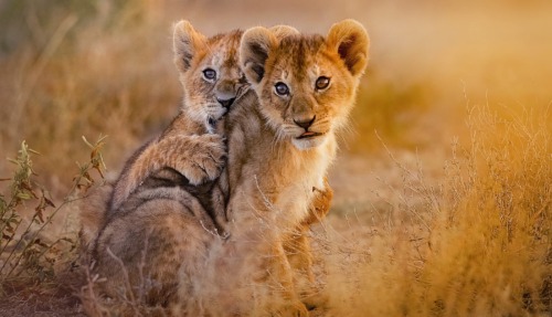 Twee leeuwenwelpen in Afrika