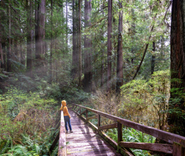 Woman hiker explores  Redwood National Park California